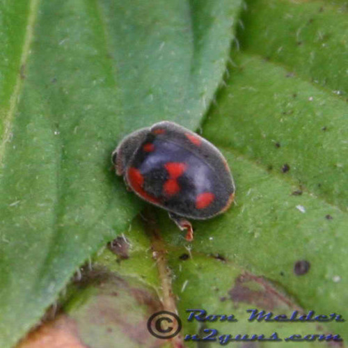 Vedalie Lady Beetle