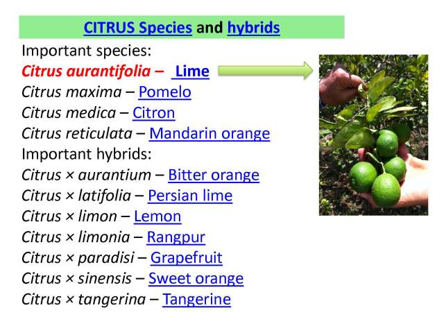 Manejo integral limon 17 nov 2012 English_Page_03