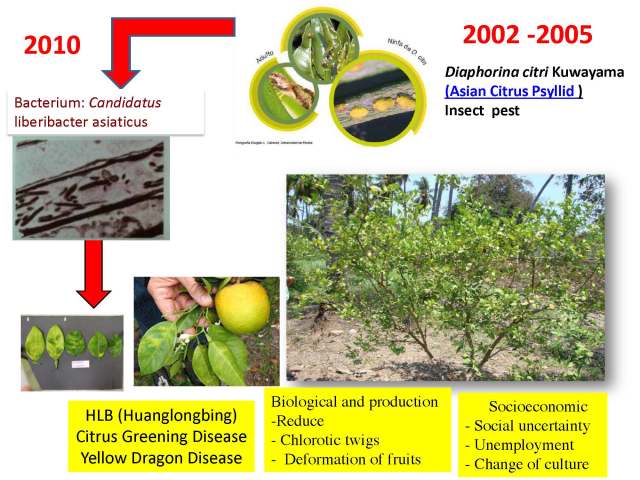 Manejo integral limon 17 nov 2012 English_Page_06