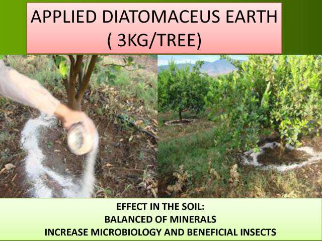 Manejo integral limon 17 nov 2012 English_Page_14