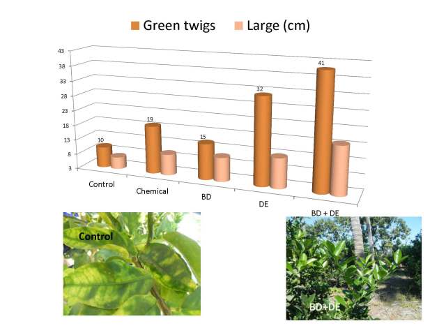 Manejo integral limon 17 nov 2012 English_Page_16