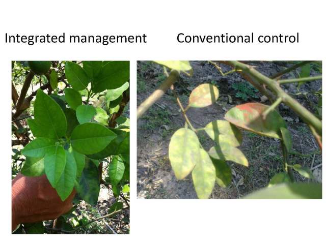 Manejo integral limon 17 nov 2012 English_Page_24