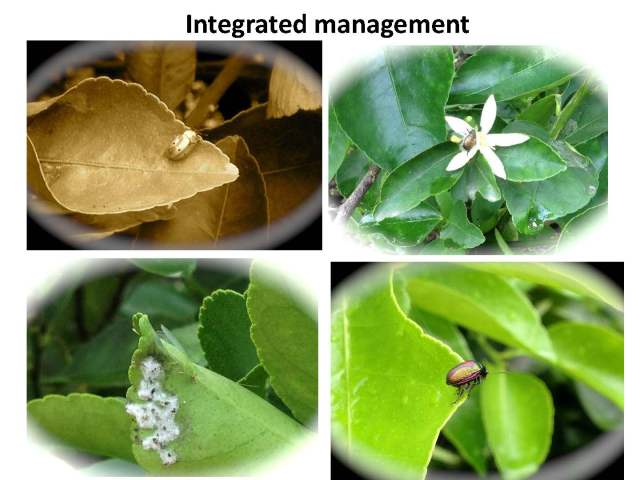 Manejo integral limon 17 nov 2012 English_Page_28