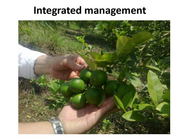 Manejo integral limon 17 nov 2012 English_Page_29