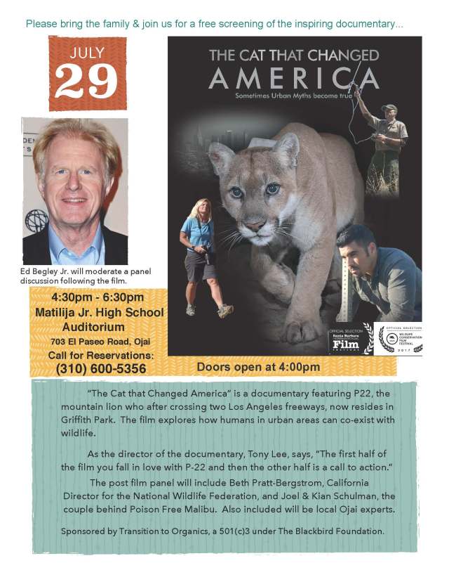 The Cat flyer p5